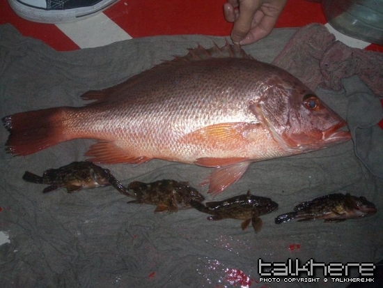 約3斤幾既紅魚 + 4條石狗