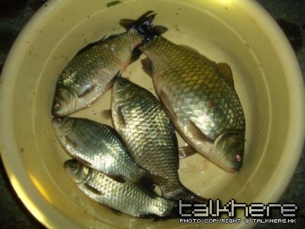 小白鯽.JPG