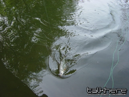 The 2nd fish of the day