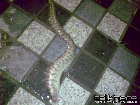 20090602029.jpg
