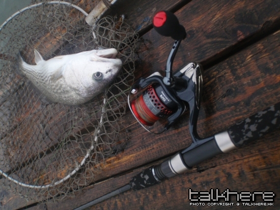 加插今日魚場 魚獲