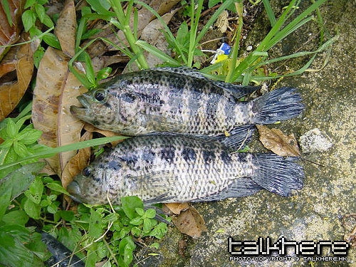 百花獅頭 (1).jpg