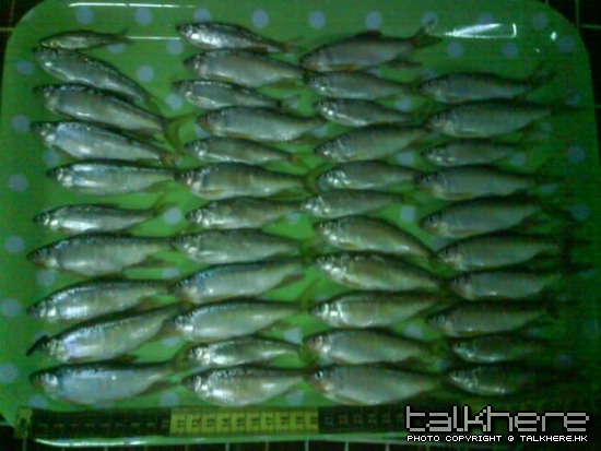 DSC01390.JPG