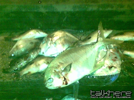 20090705(004).jpg