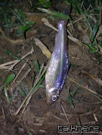 20090220011.jpg