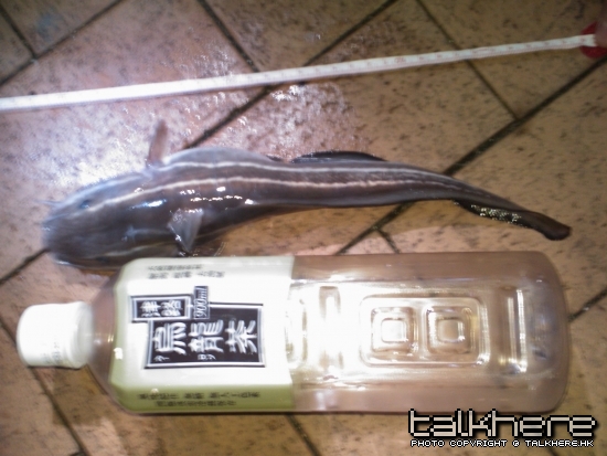 大坑簾