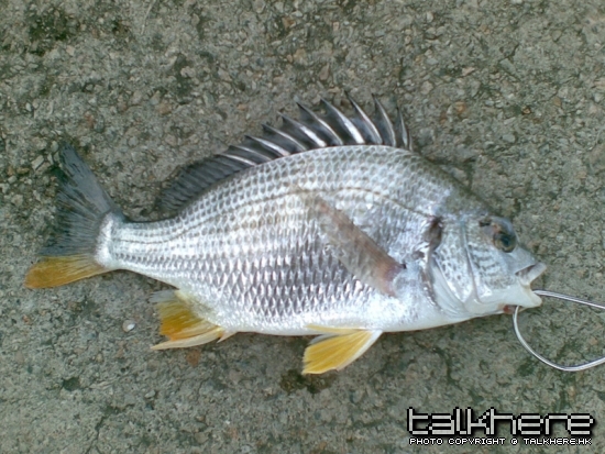 Fish 2.jpg