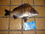 aberdeen pak 17-7-09.jpg