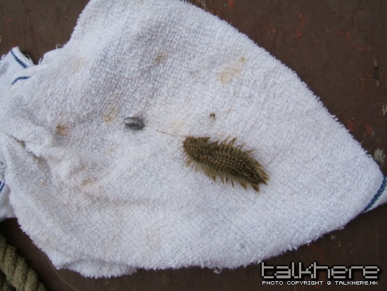 不知明生物