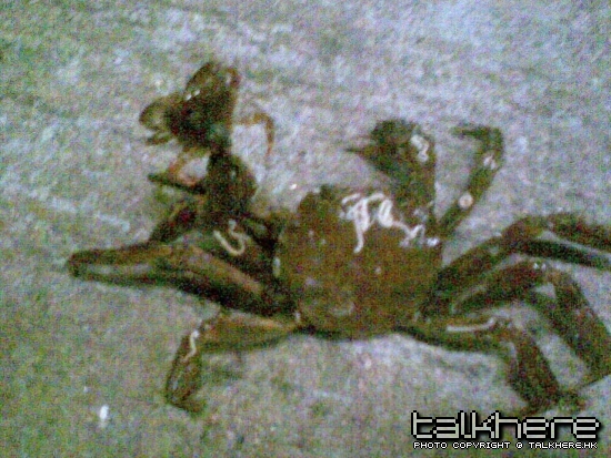 原來屯門蟹咁唔得大埔蟹歡迎