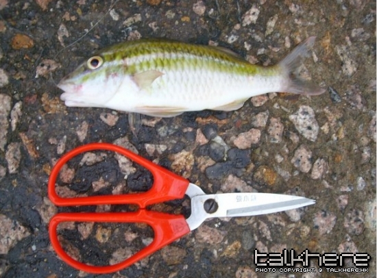 06_有冇師兄知道E條係什麼魚_(2)