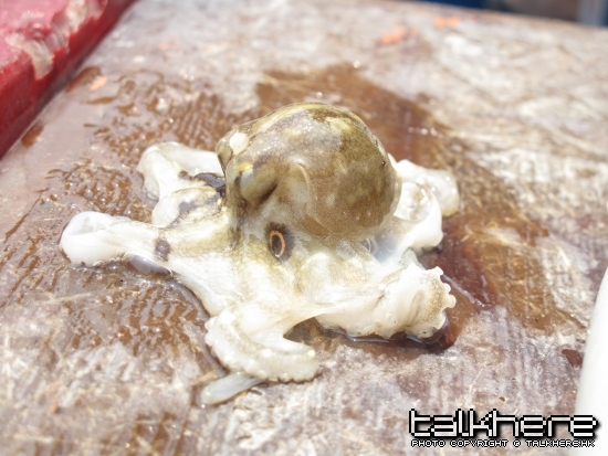 仲有隻八爪魚仔