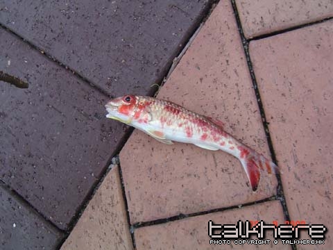 DSC09114.JPG
