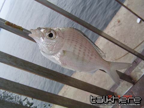 DSC09119.JPG