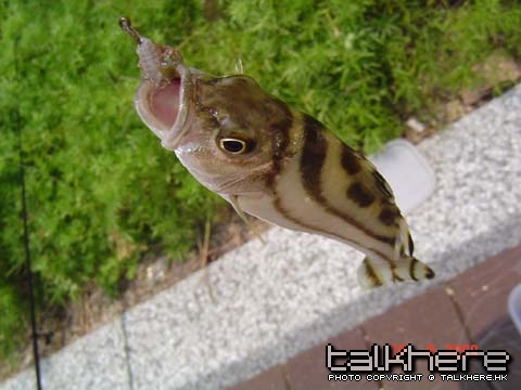 DSC09129.JPG