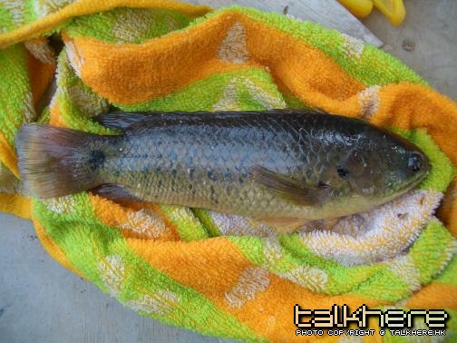 攀木魚.JPG