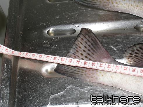 39cm