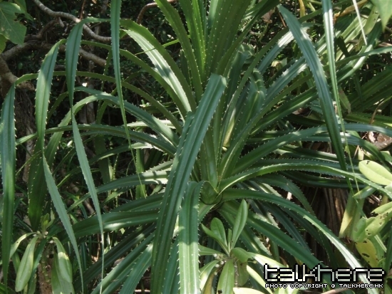 PA100062 (Large).JPG