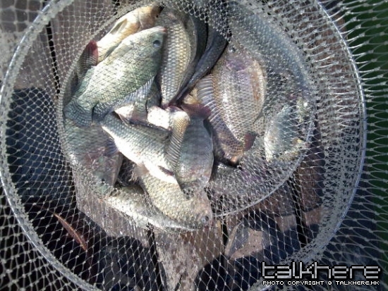 上半場釣獲