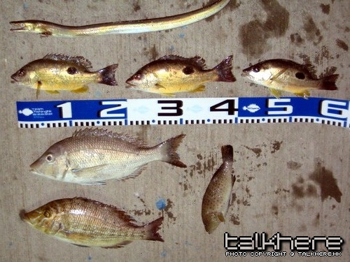 只取食用，其餘放生