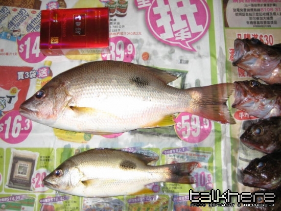 10 月21 日船釣收穫-1.JPG