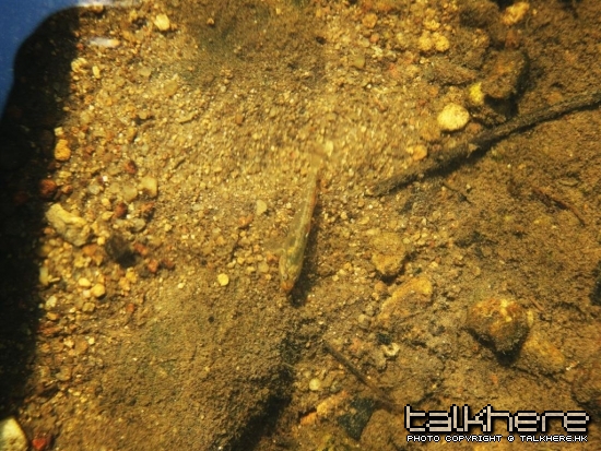 SN205263.JPG