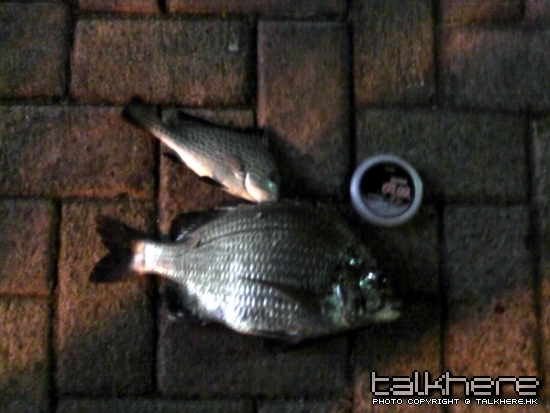 魚獲
