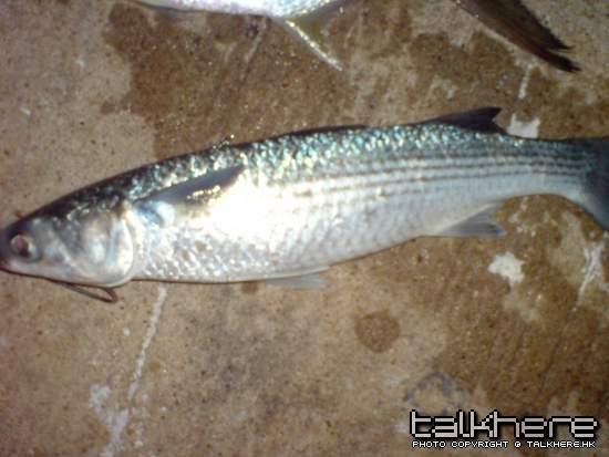 53cm1.5-2kg