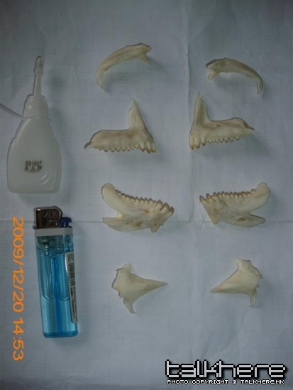 IMG_0006 (大型).JPG