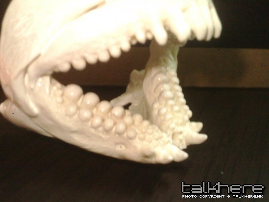 IMG0303A.jpg
