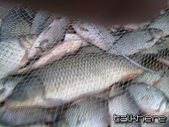 20100221480.jpg