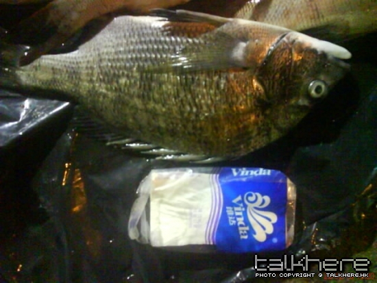 22-2-2010蚊州2.jpg
