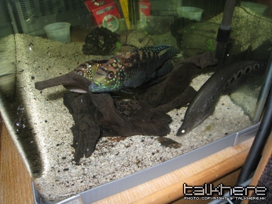 開始生魚卵