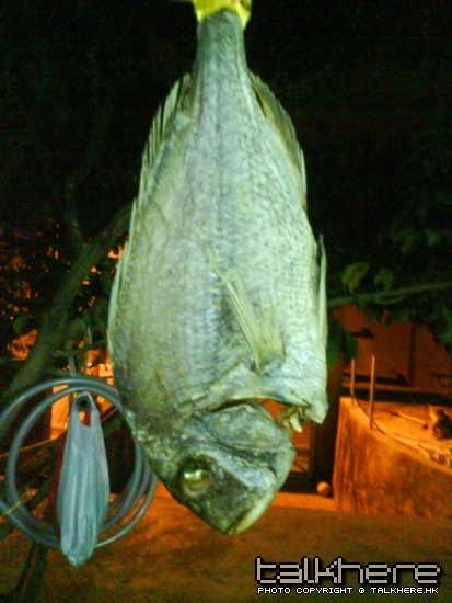 赤立咸魚２