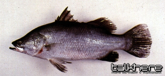 a678-07.jpg