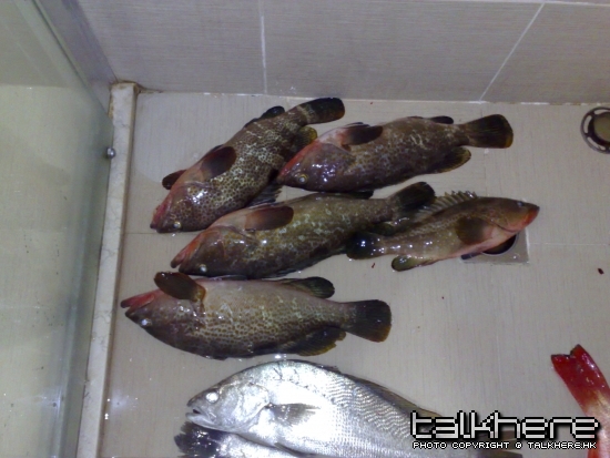 20100315584.jpg