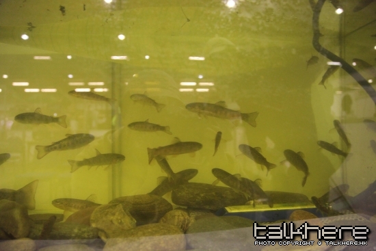 Little Brown Trouts in a tank