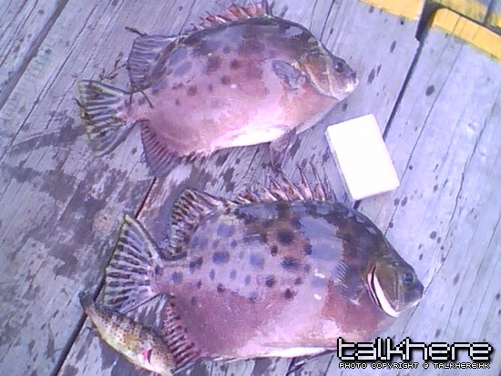 IMG0093A.jpg