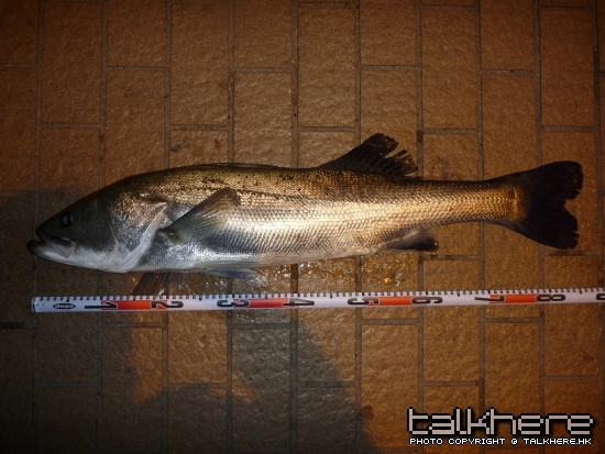 seabass2.jpg
