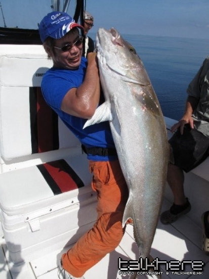 Yellowtail Kingfish