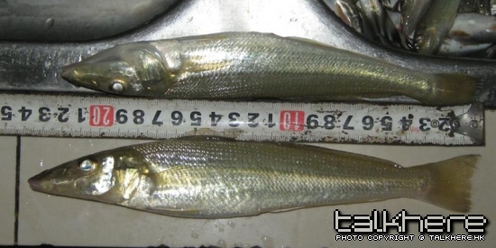 23CM