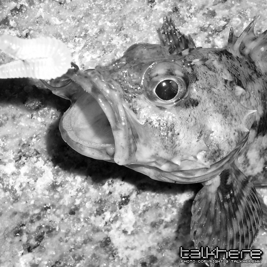 SL270705.JPG