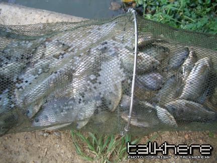 我的魚獲
