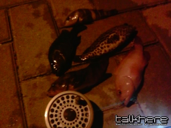 img019.jpg