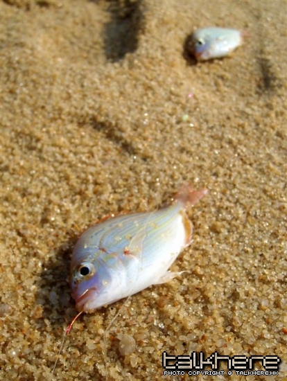 SL270915.JPG