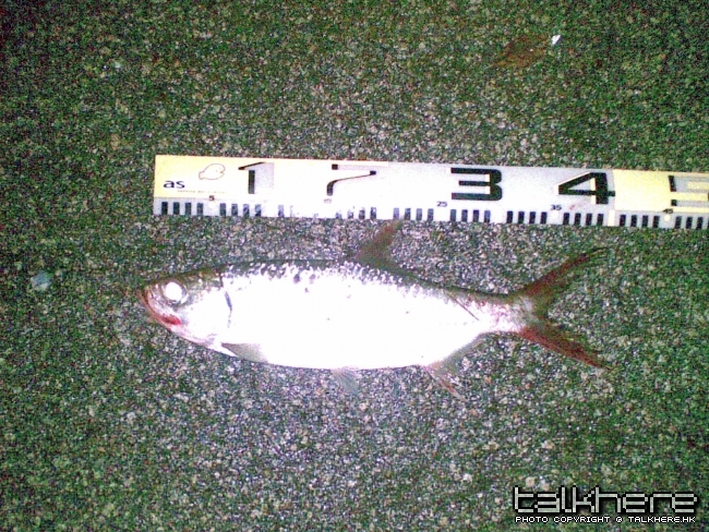 圖像518.jpg
