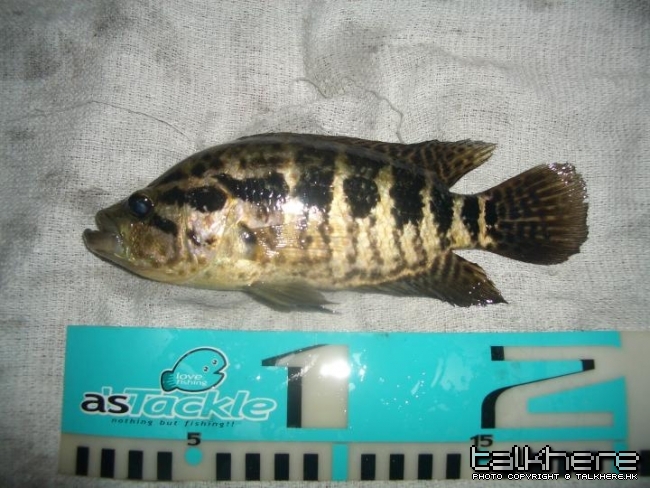 百花獅頭.JPG
