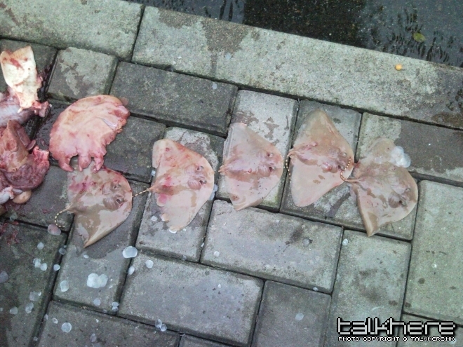 蒲魚BB