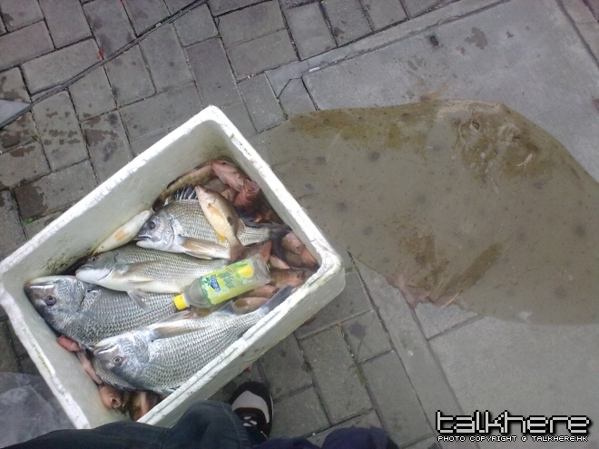 10斤魔鬼魚