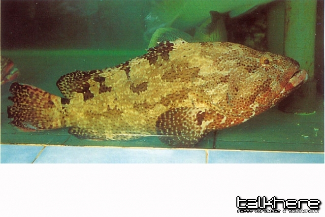 老虎斑